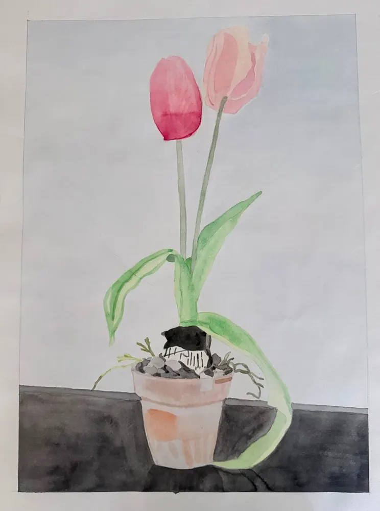Two Tulips: a crimson and a blush-pink tulip in a terracotta pot on a dark table